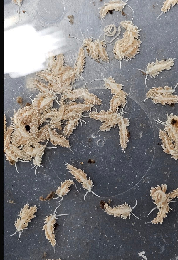 5 Berghia stephanieae – Glasrosenfressende Nacktschnecke | Natürliche Bekämpfung inkl. 2 Gelege