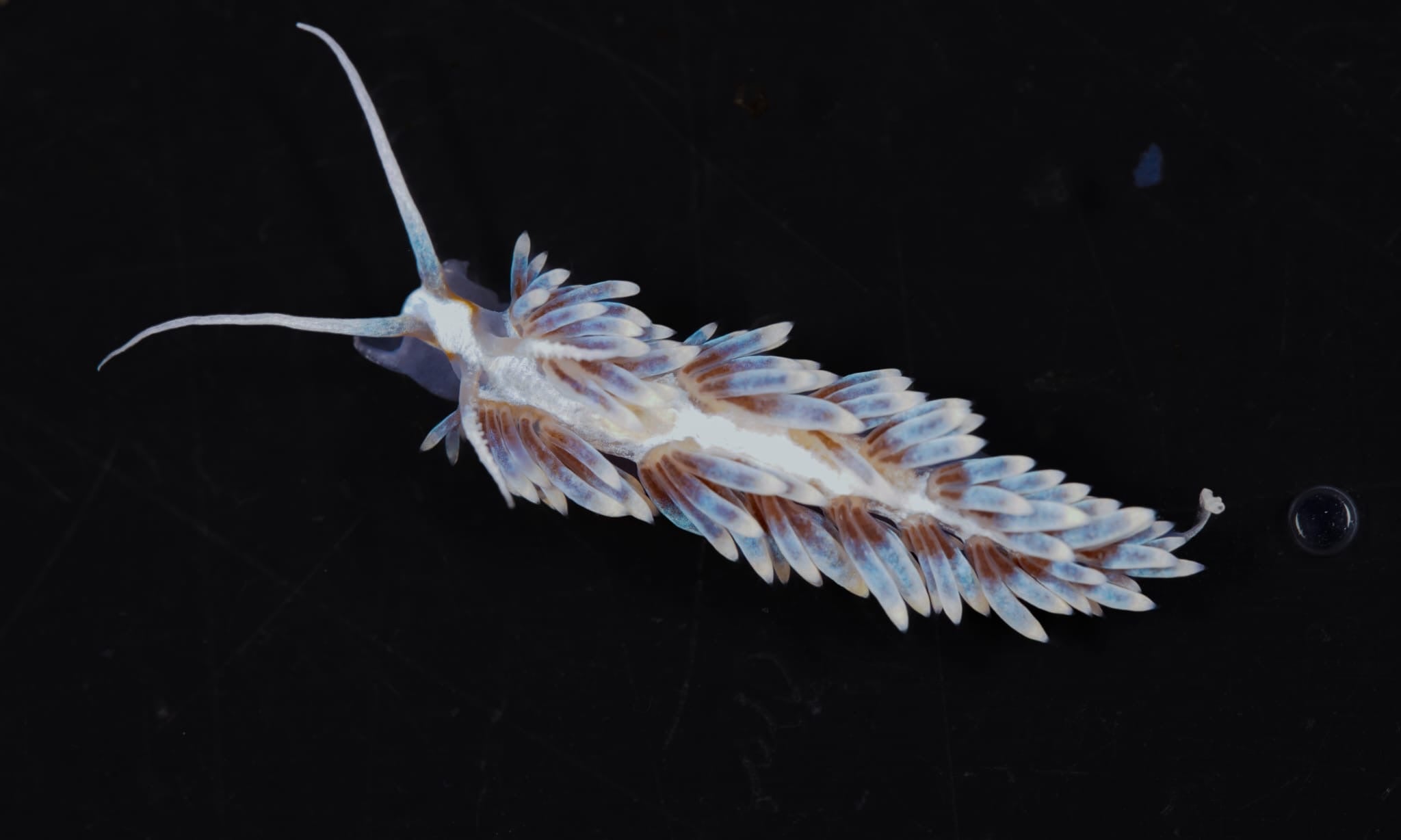 5er Set Berghia stephanieae – Glasrosenfressende Nacktschnecke | Natürliche Bekämpfung