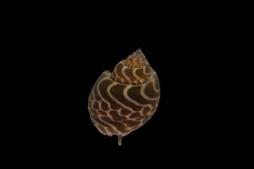 Babylonia spirata Babylonische Turmschnecke Super Borstenwurmfresser