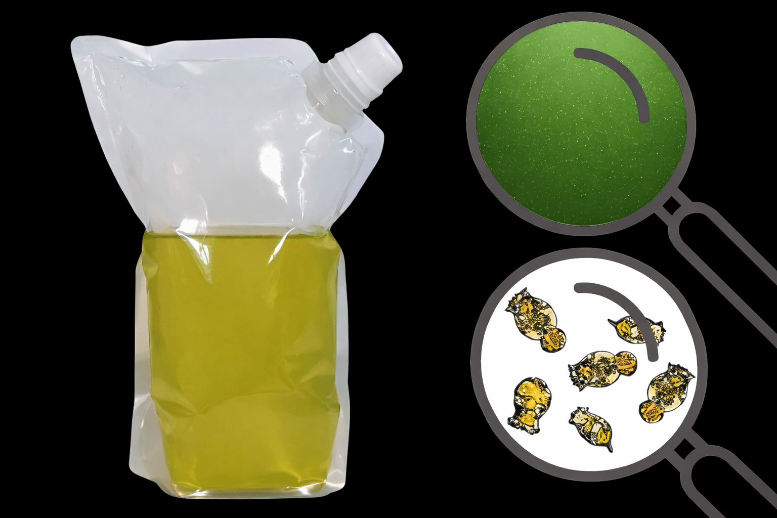 Marine Rädertierchen (Brachionus) 500ml