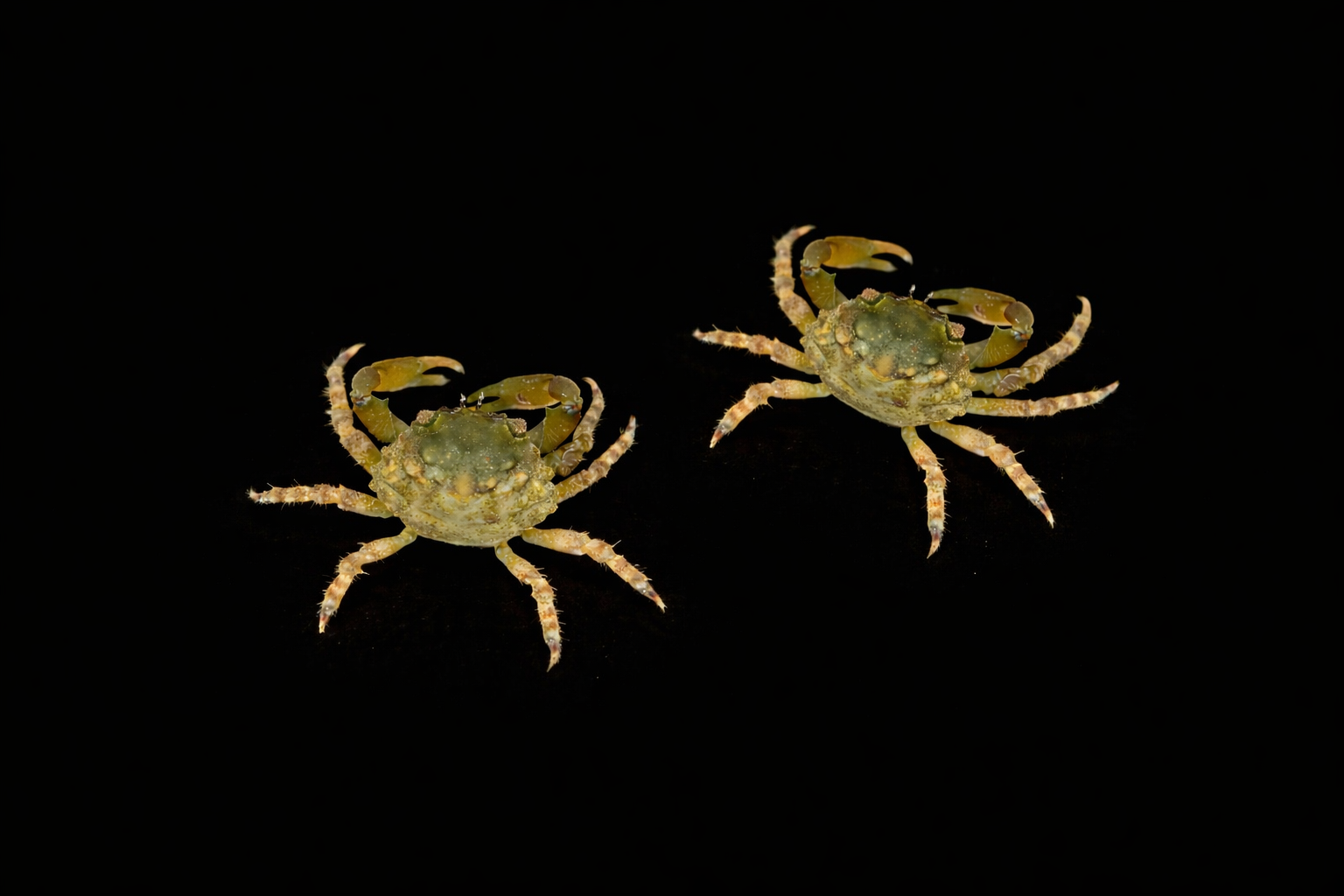 Grüne Dreieckskrabbe – Mithraculus sculptus. Paar