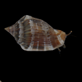 Conomurex (Strombus) sp. - Fechterschnecke