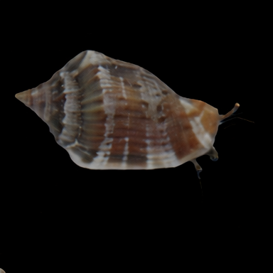 Conomurex (Strombus) sp. - Fechterschnecke