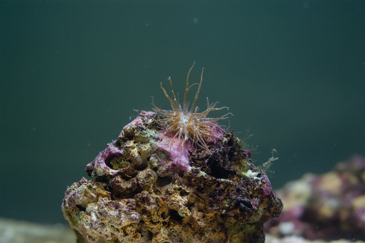 Glasrosen (Aiptasia)