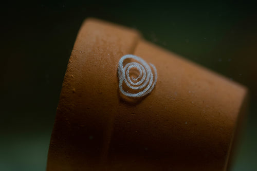 Berghia-Schnecken Eier kaufen